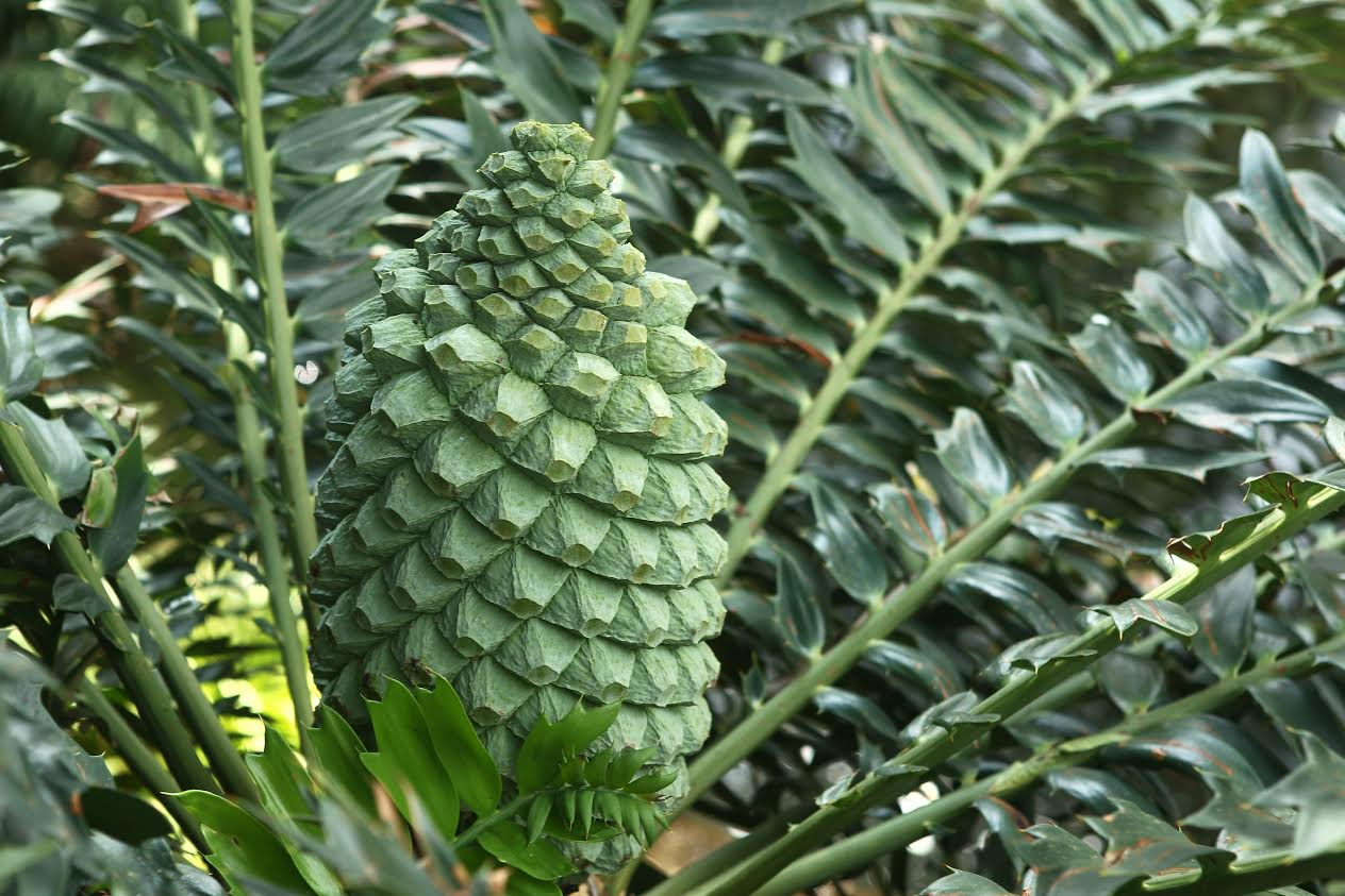 Female Cone Image