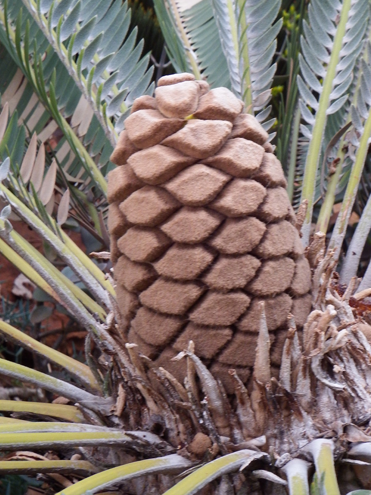 Female Cone E. brevifoliolatus Image