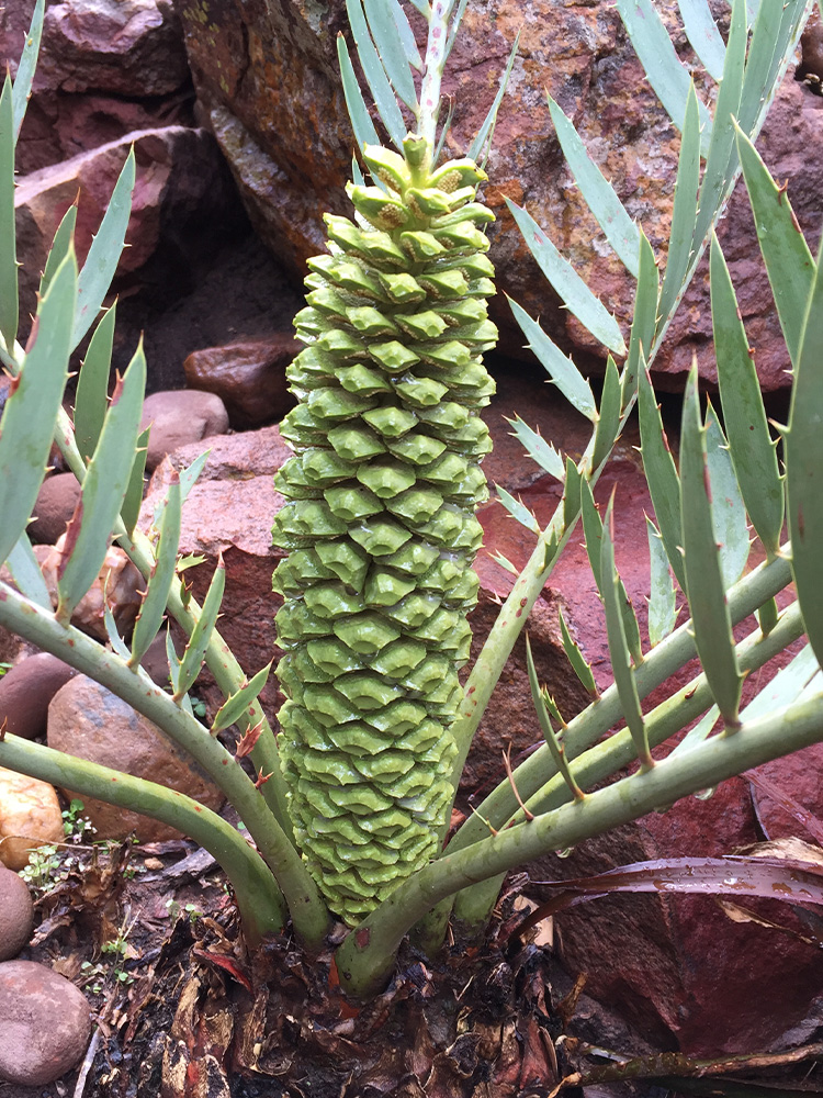 Male Cone Image