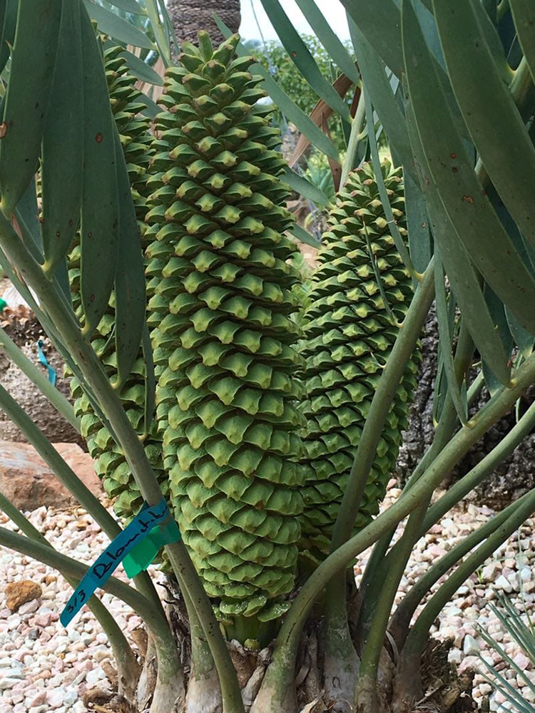 Male Cone Image