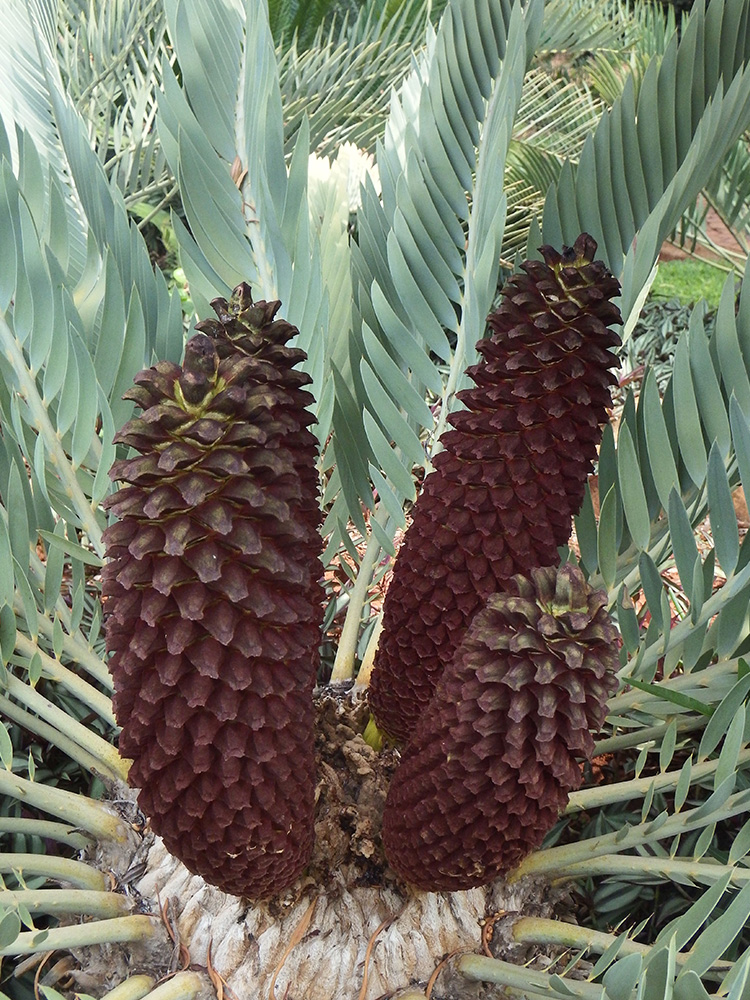 Male Cone Image
