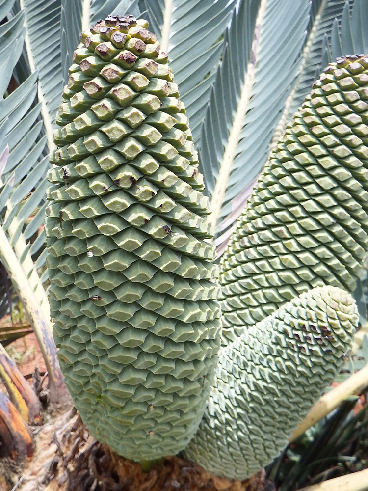 Male Cone Image