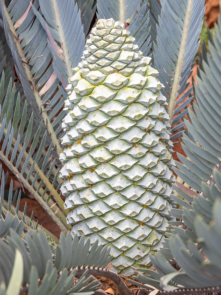 Female Cone Image