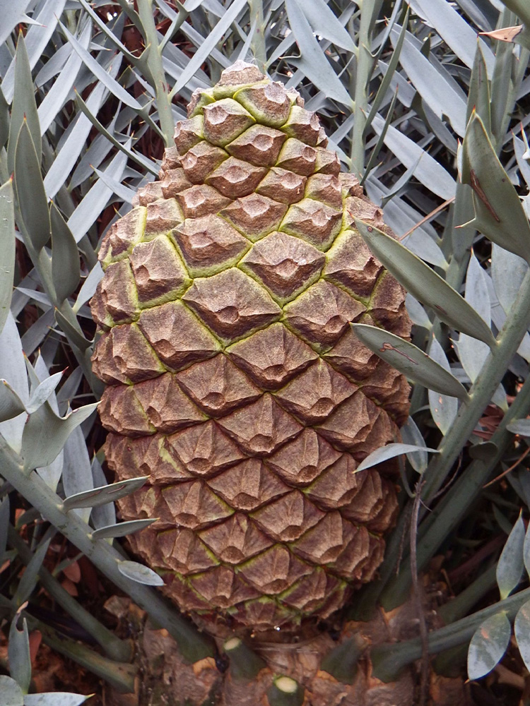 Female Cone Image