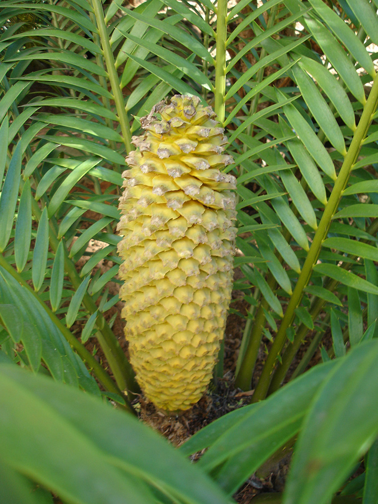 Male Cone Image