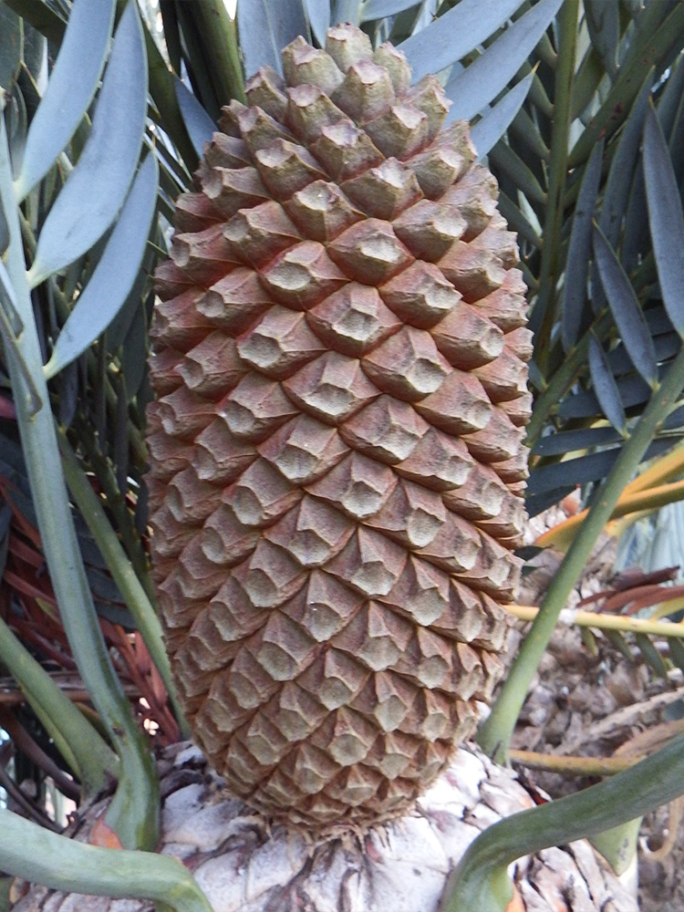Female Cone Image