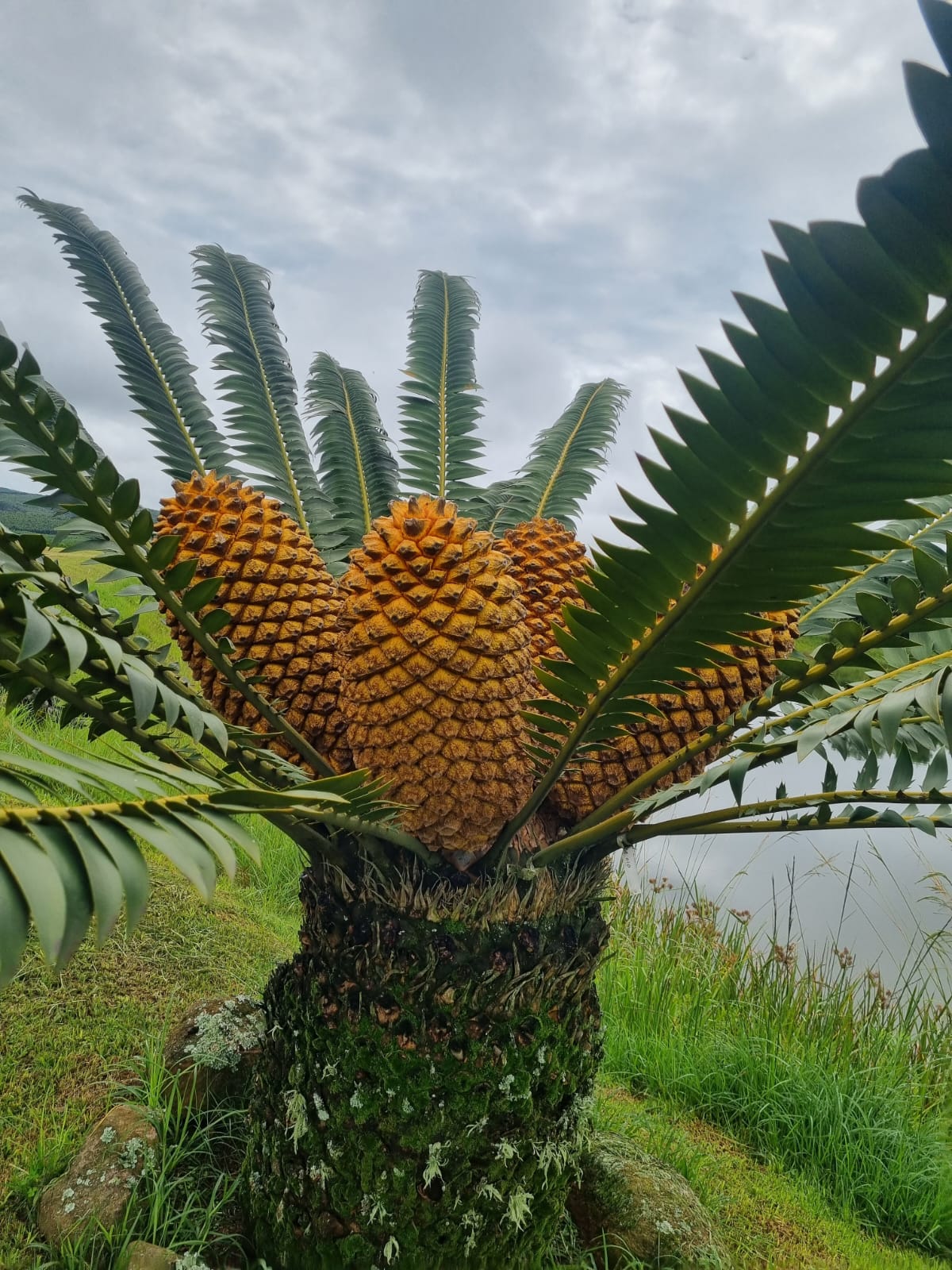 Huge Female Cones Image