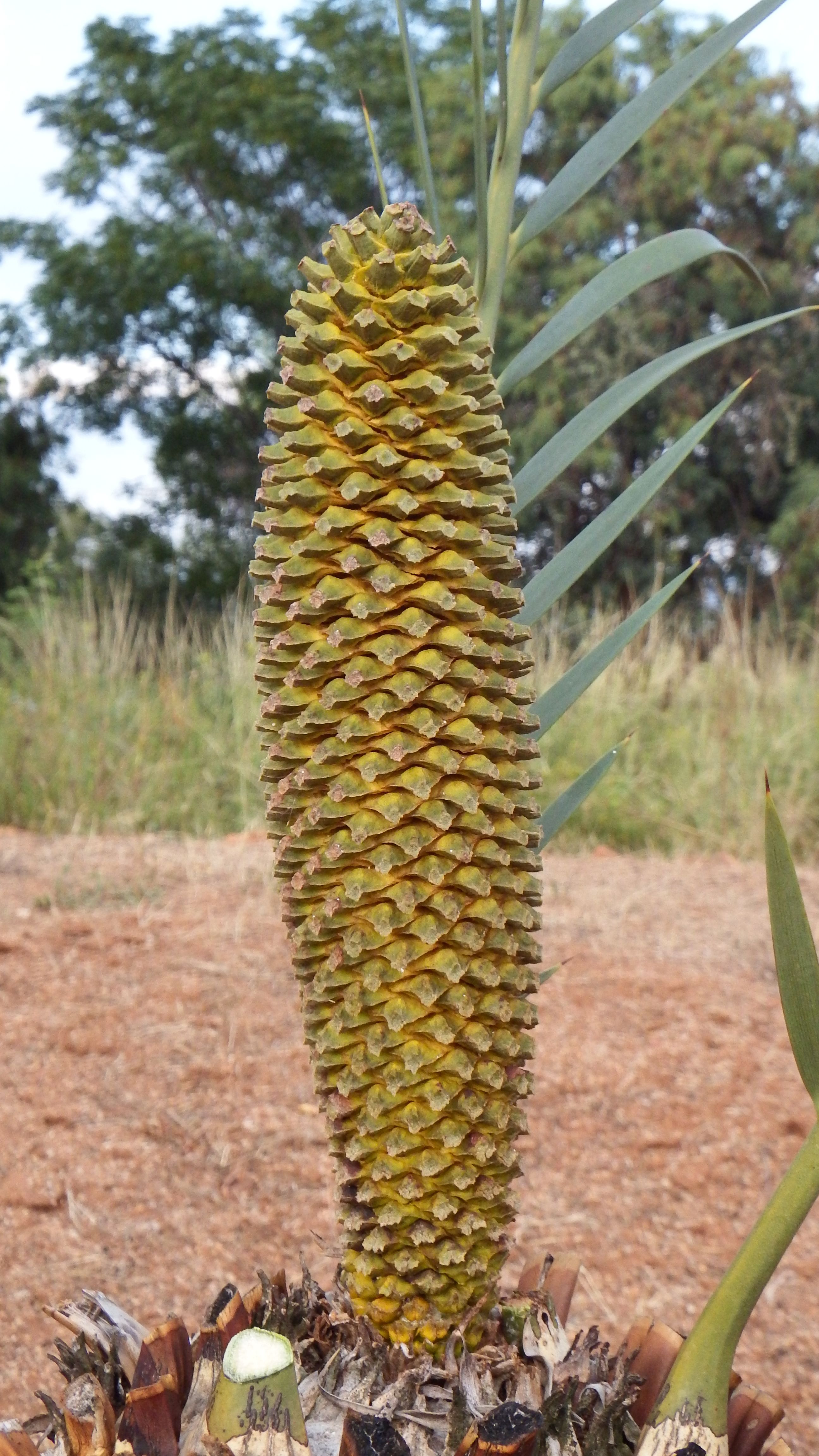 Male Cone Image