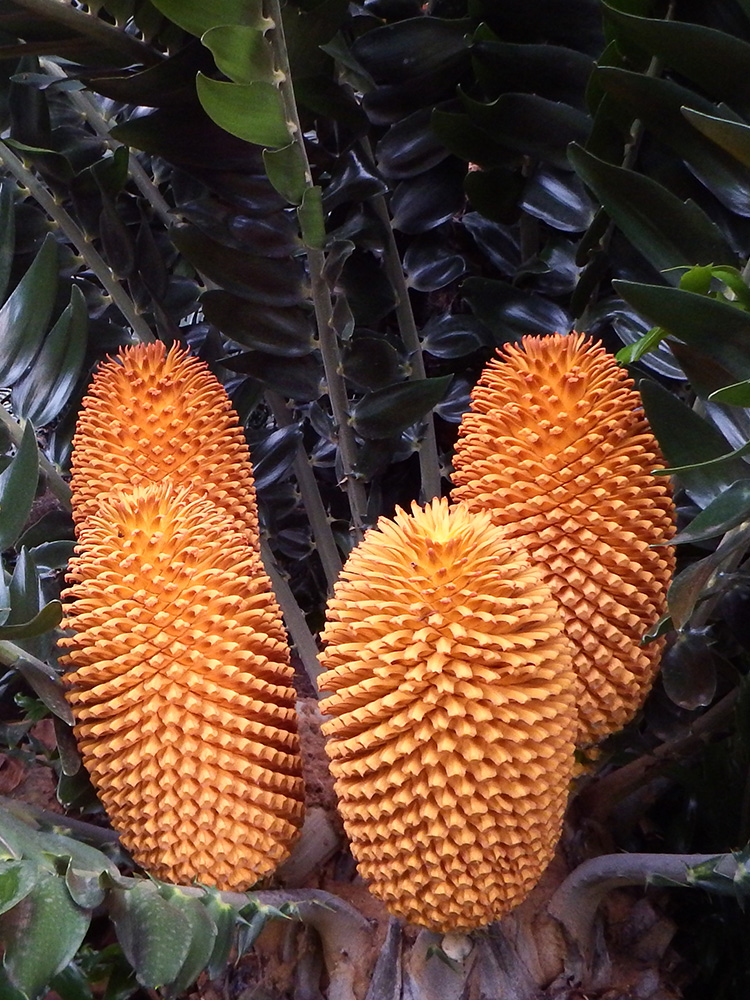 Male Cone Image