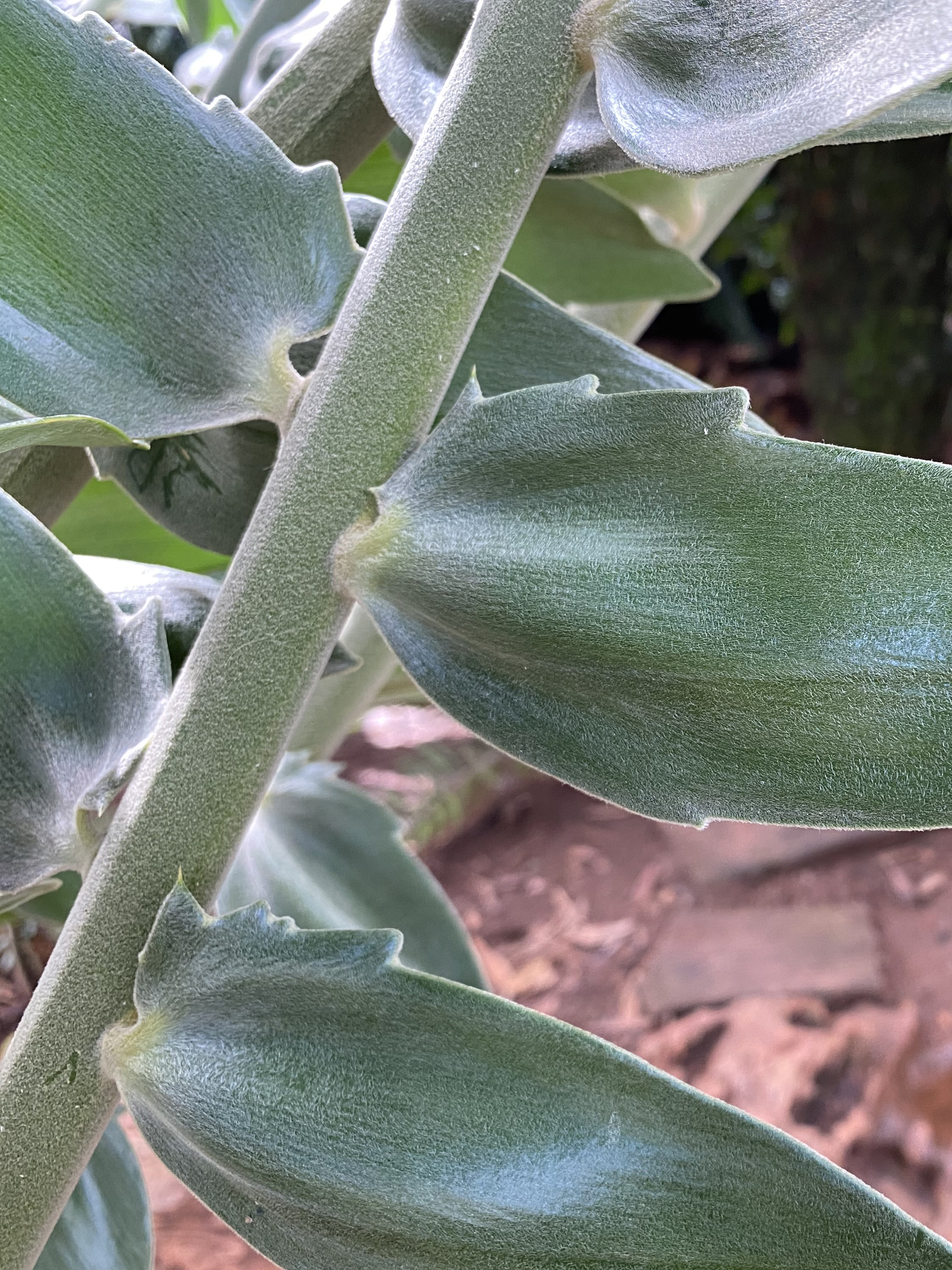 Mature E. woodii Leaves Image