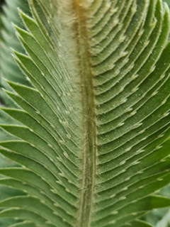 Backview of the leaflet. Image