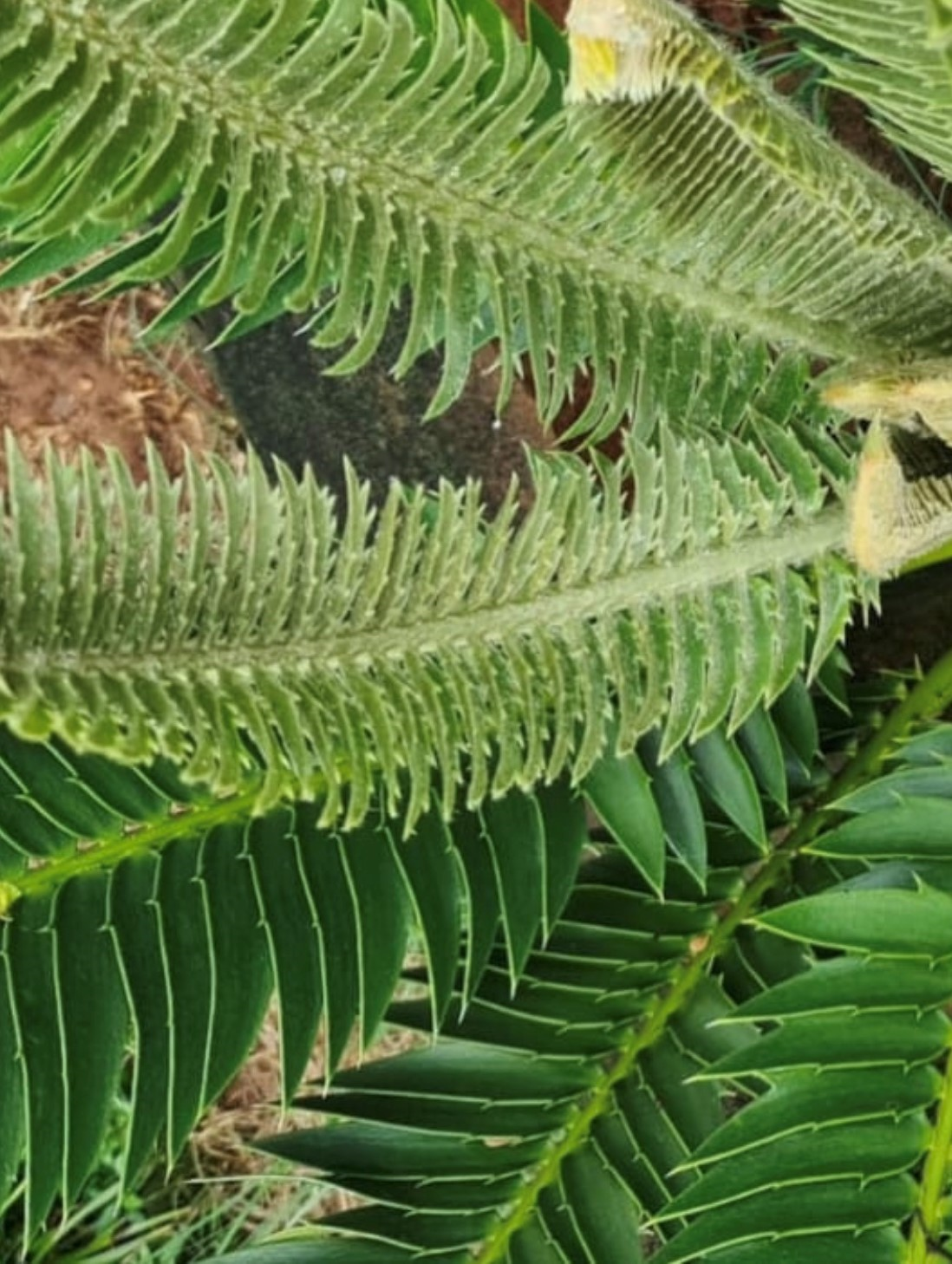 Frontal view of the leaflet. Image