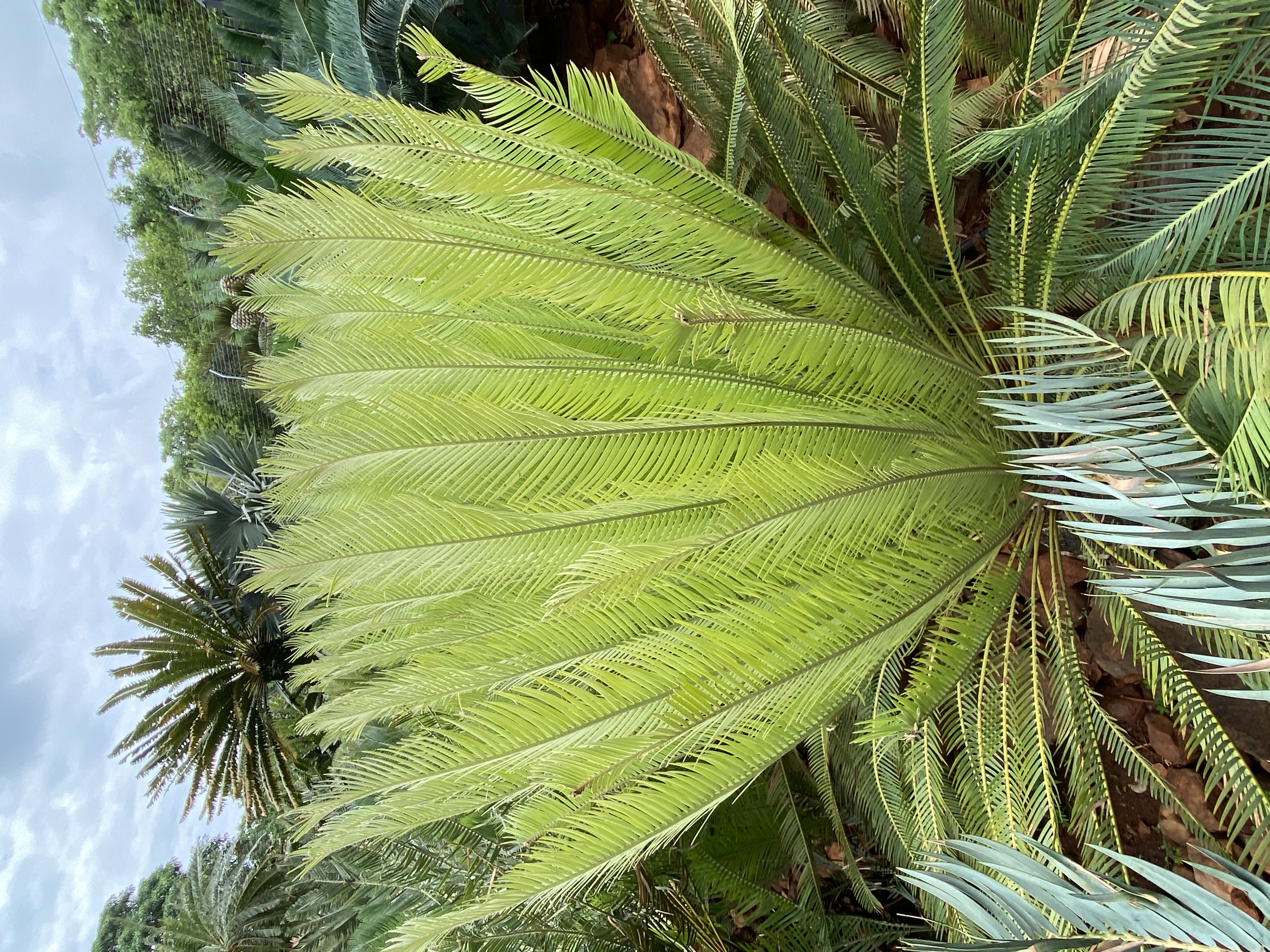 New Leaves with the typical lime green colour. Image