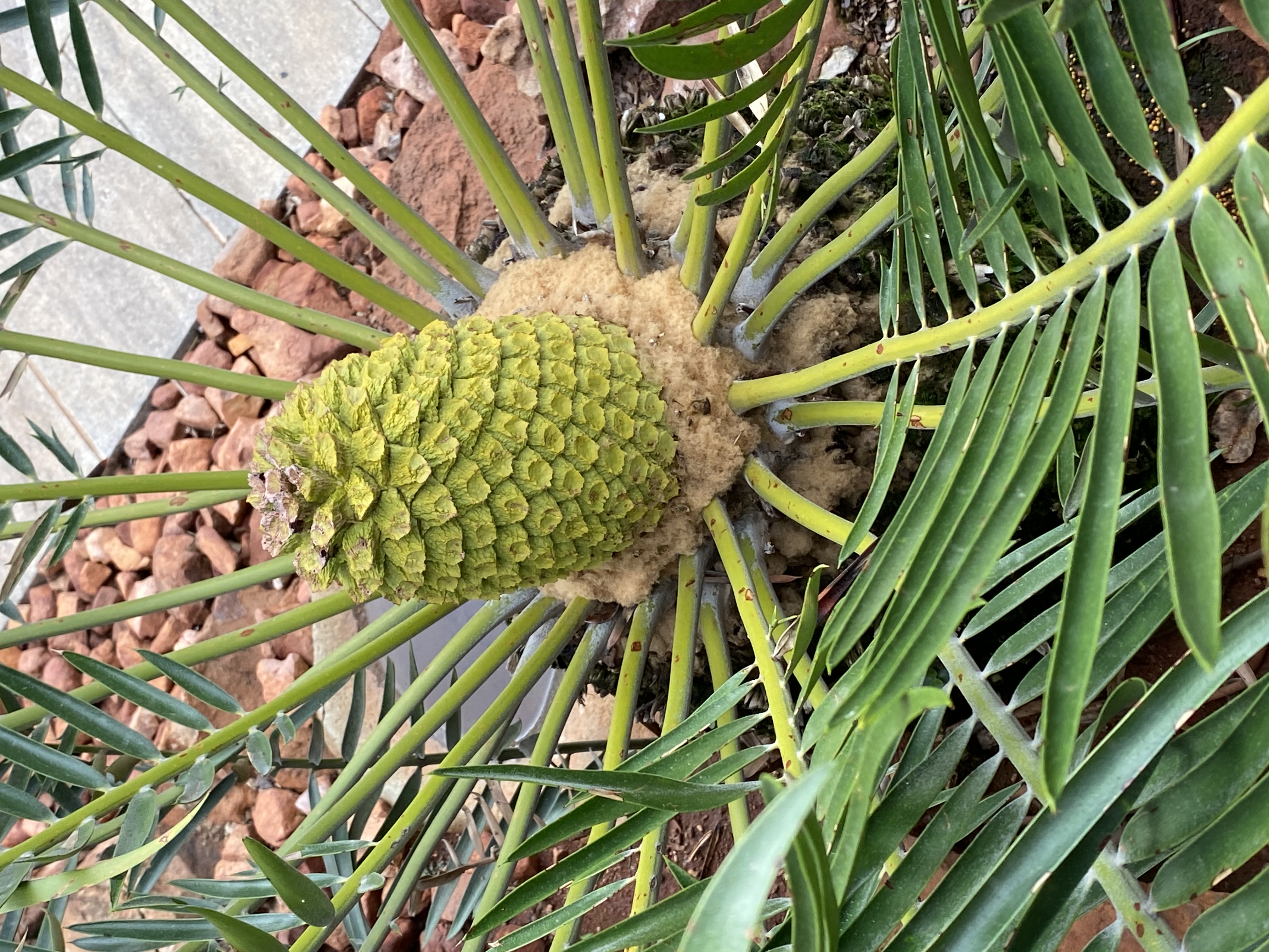 Emerging male cone. Image
