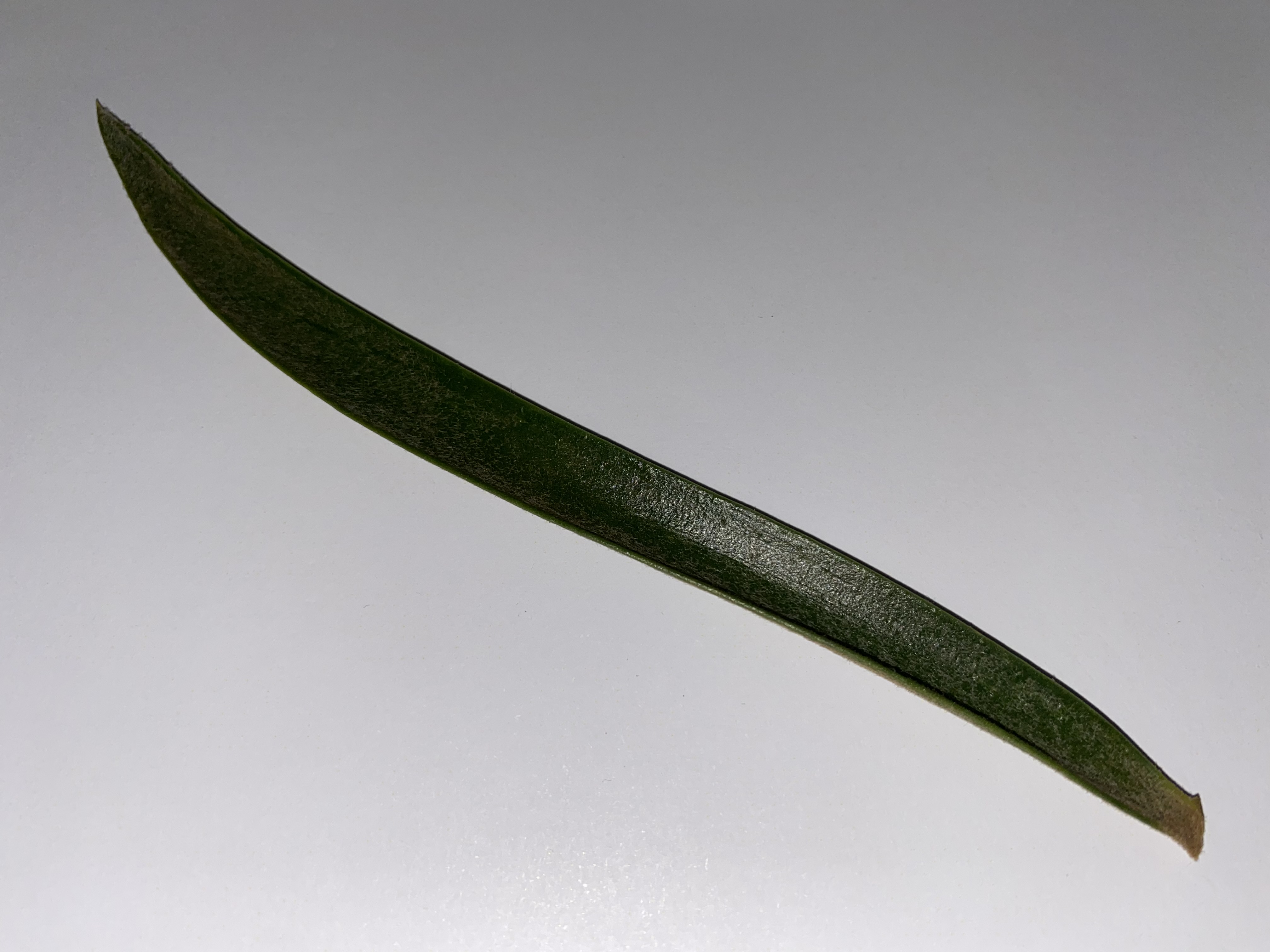 Leaflets can be long elongated ,straight and in some instances slightly S-shaped. Image