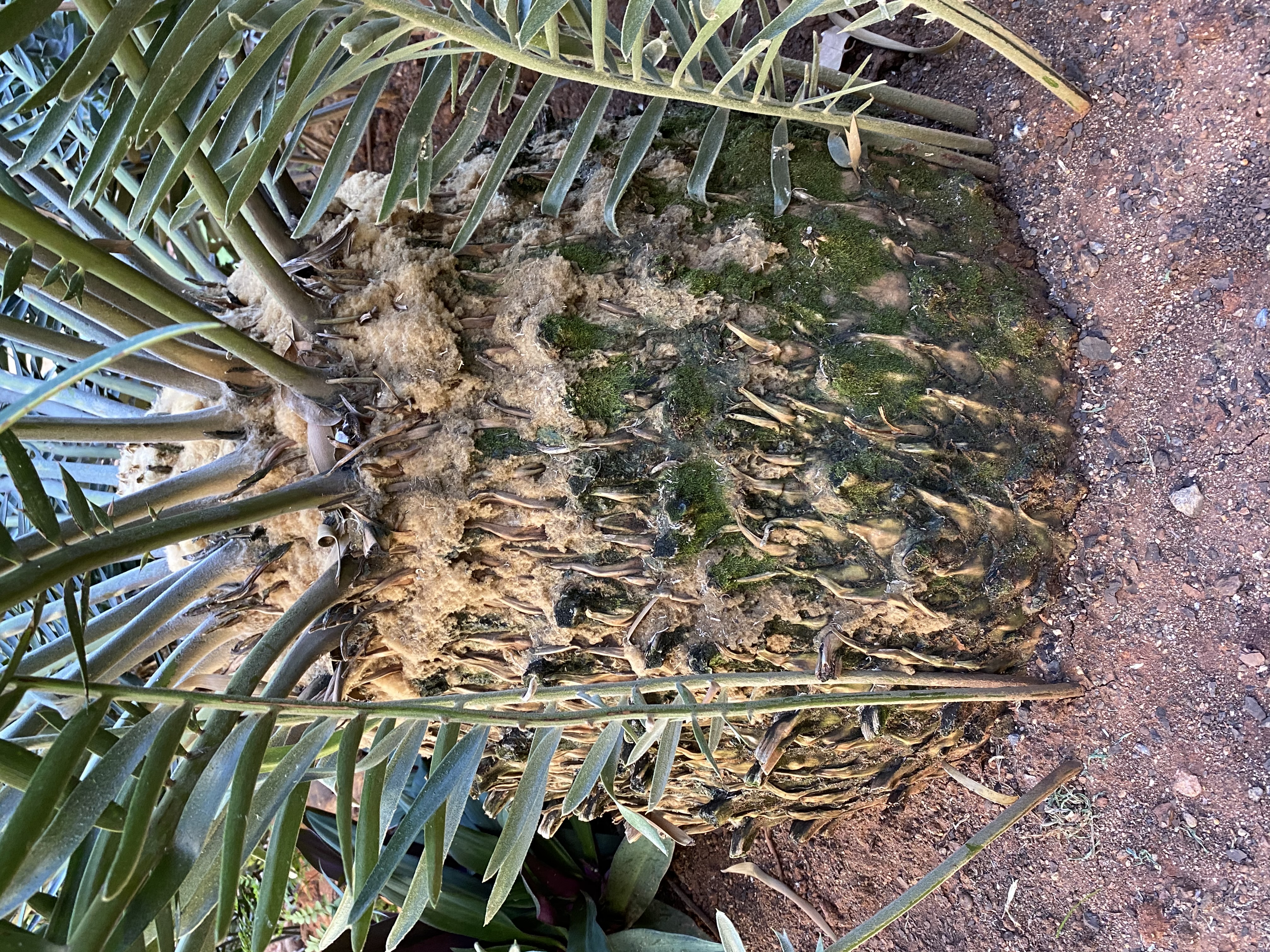 Stem of 50cm diameter. Image