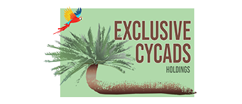 Exclusive Cycads